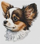 (image for) Longhaired Chihuahua Portrait